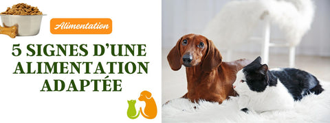 Alimentation adaptée chien et chat