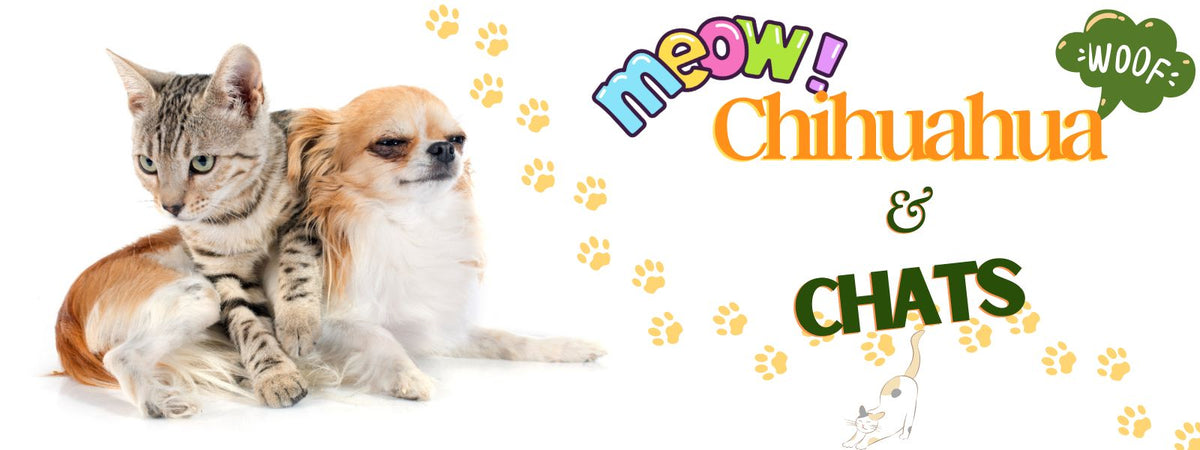 Chihuahua et Chat