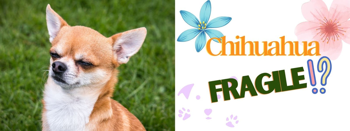 Le Chihuahua est il un chien fragile ?