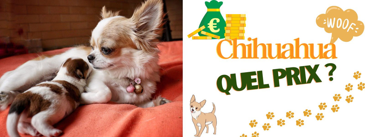 Chihuahua Prix