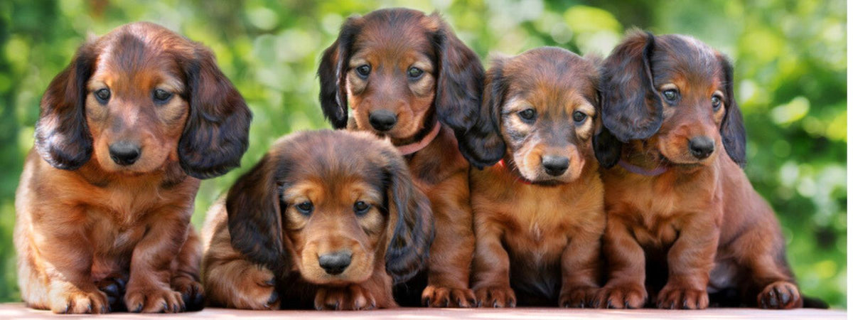 Hauterkrankungen bei Hunden verstehen und vorbeugen