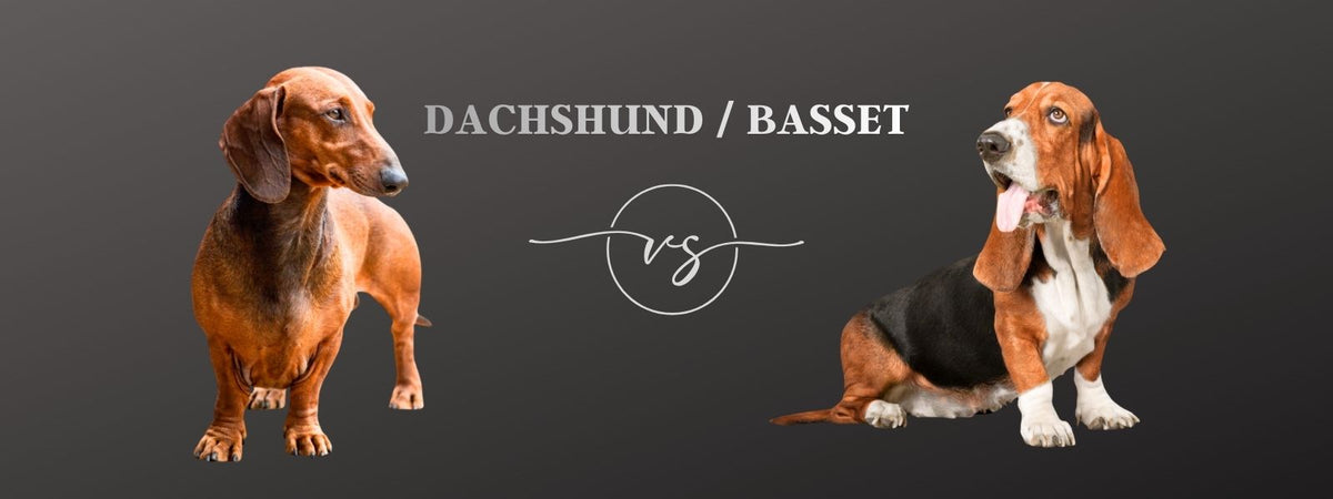 Was ist der Unterschied zwischen einem Dackel und einem Basset?