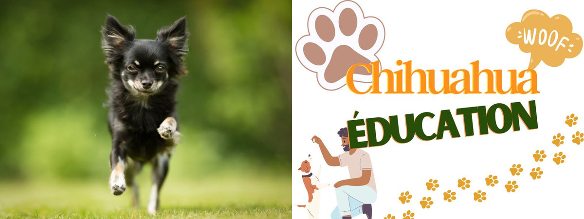 Eduquer Chihuahua