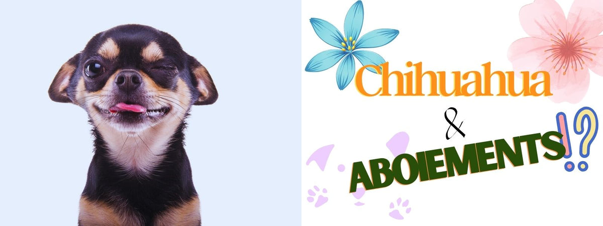 Est-ce que le chihuahua aboie beaucoup