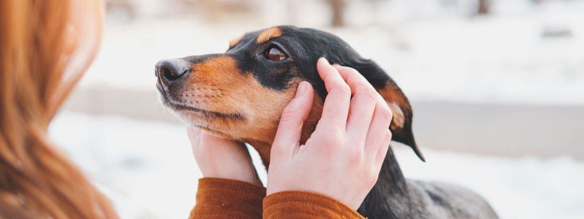 Die Trauer um den Hund bewältigen