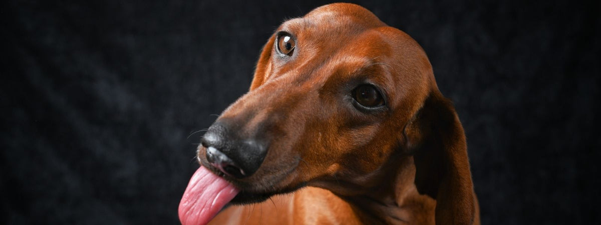 Übermäßiges Kratzen oder Lecken bei Hunden und Katzen
