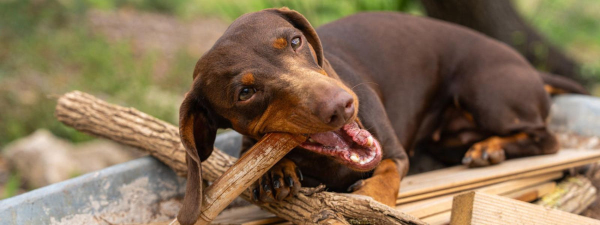 Kauspielzeug für Hunde