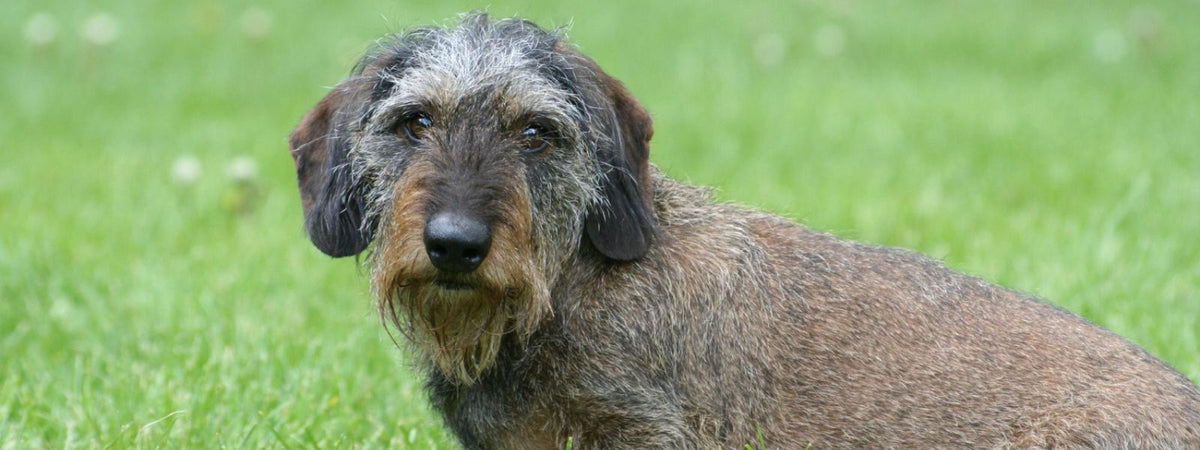 Was mögen Dackel nicht?