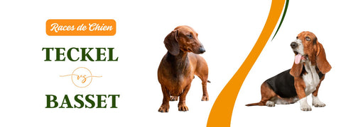 quelle différence entre un basset et un teckel