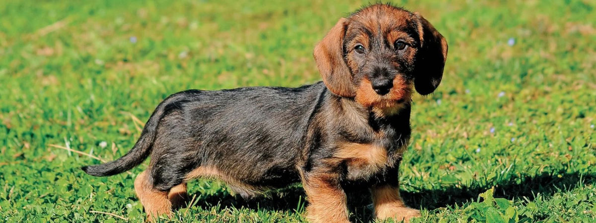 Ein Dackel als erster Hund