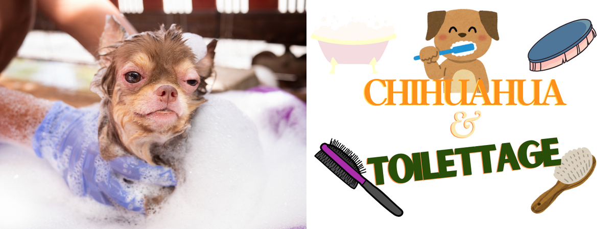 Comment toiletter un chihuahua