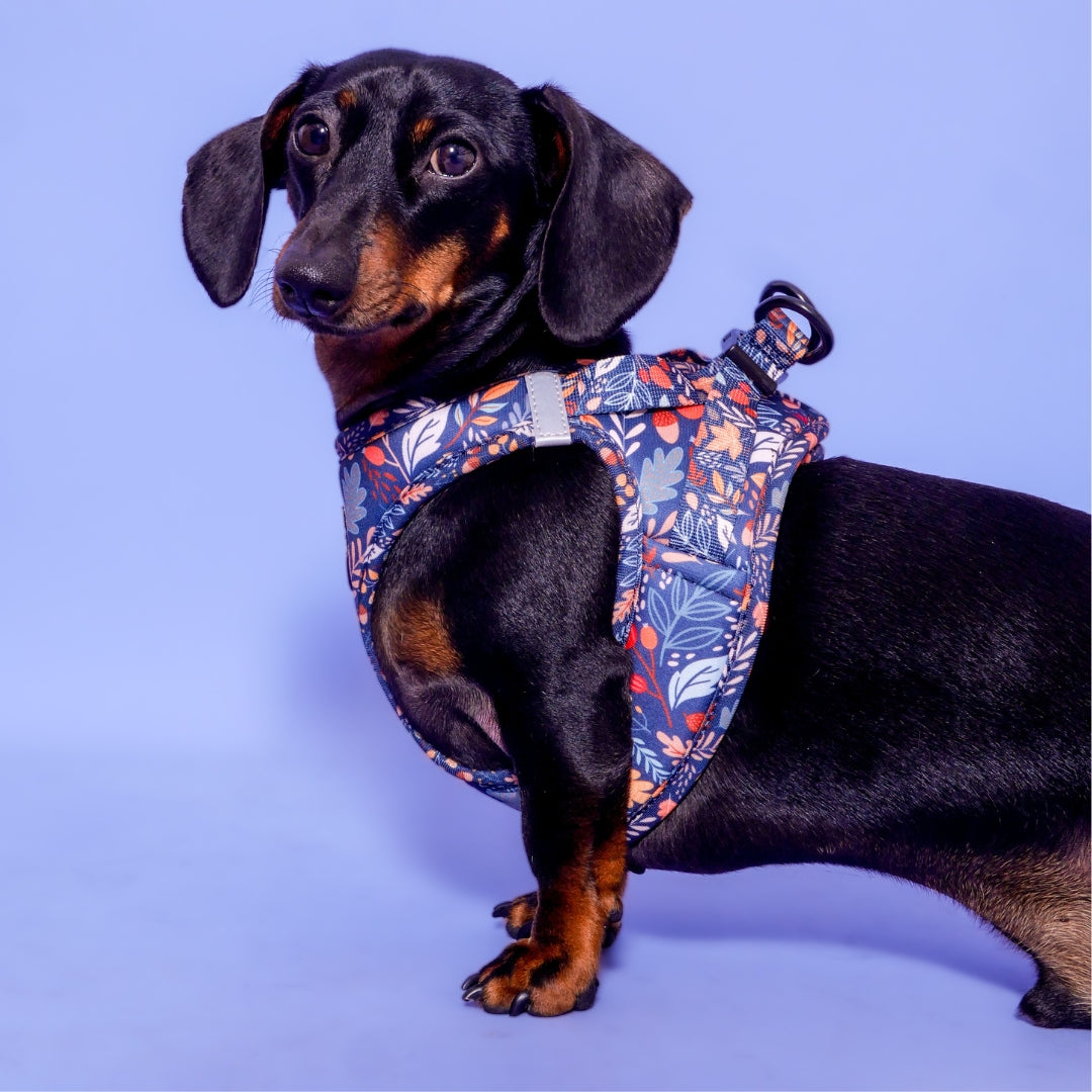 Dog Manteau Pour Teckel Poil Dur Manteau Pour Chien Teckel Teckelshop