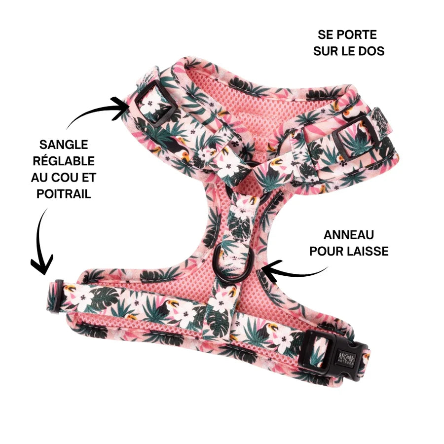 harnais pour chien original