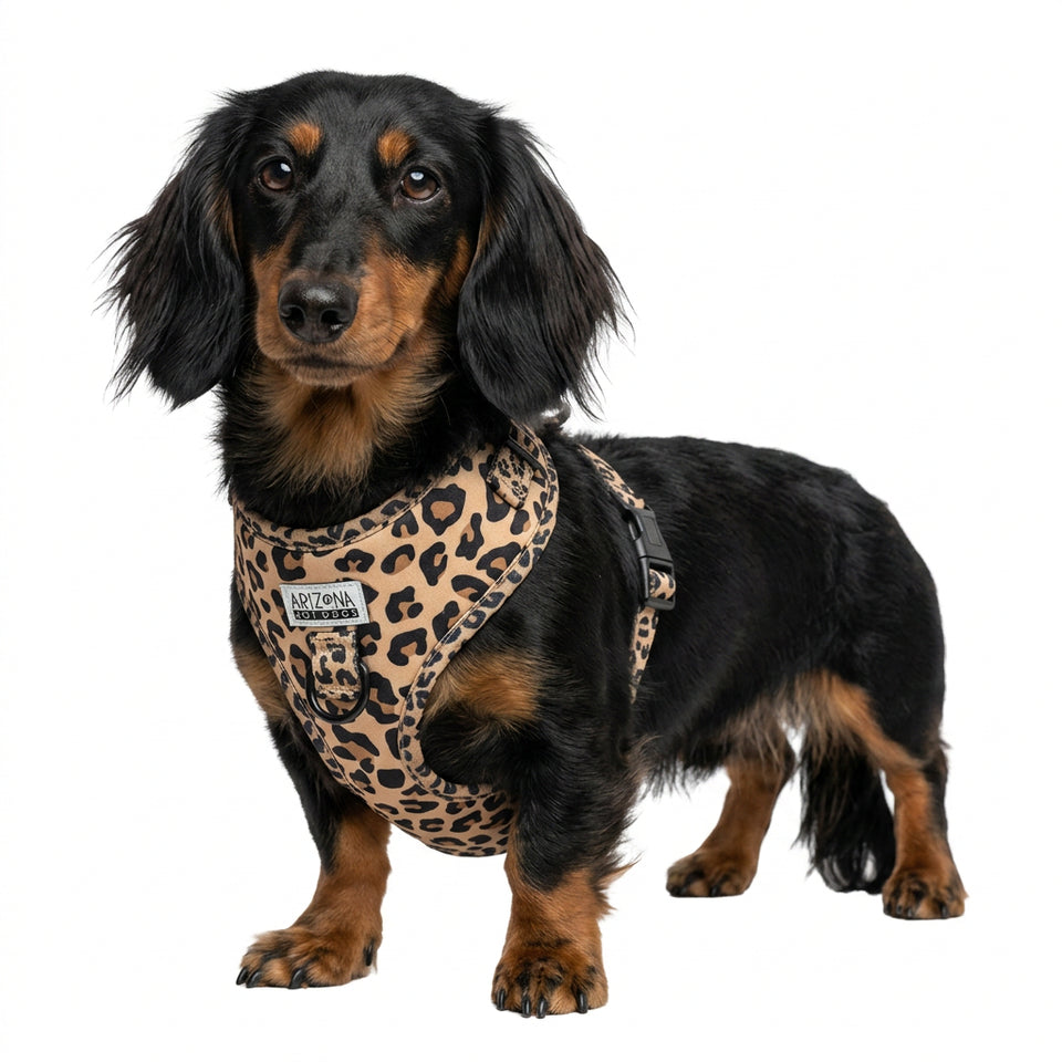 harnais teckel leopard