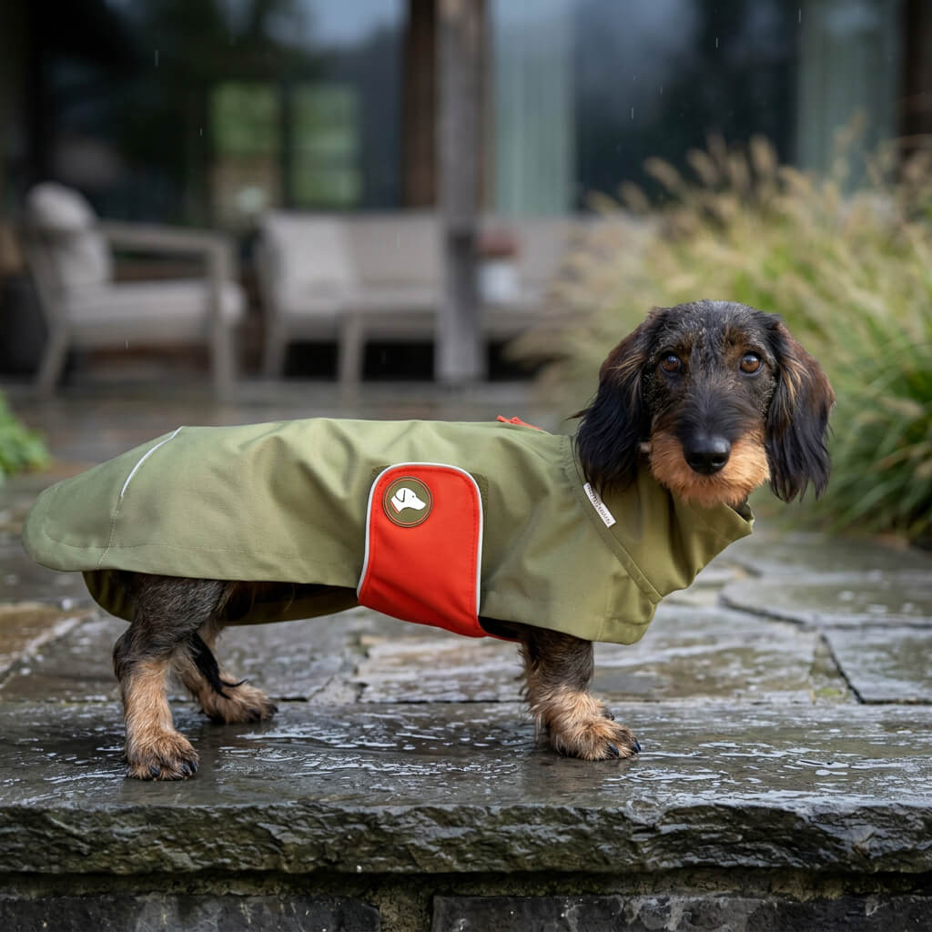 impermeable special teckel chien
