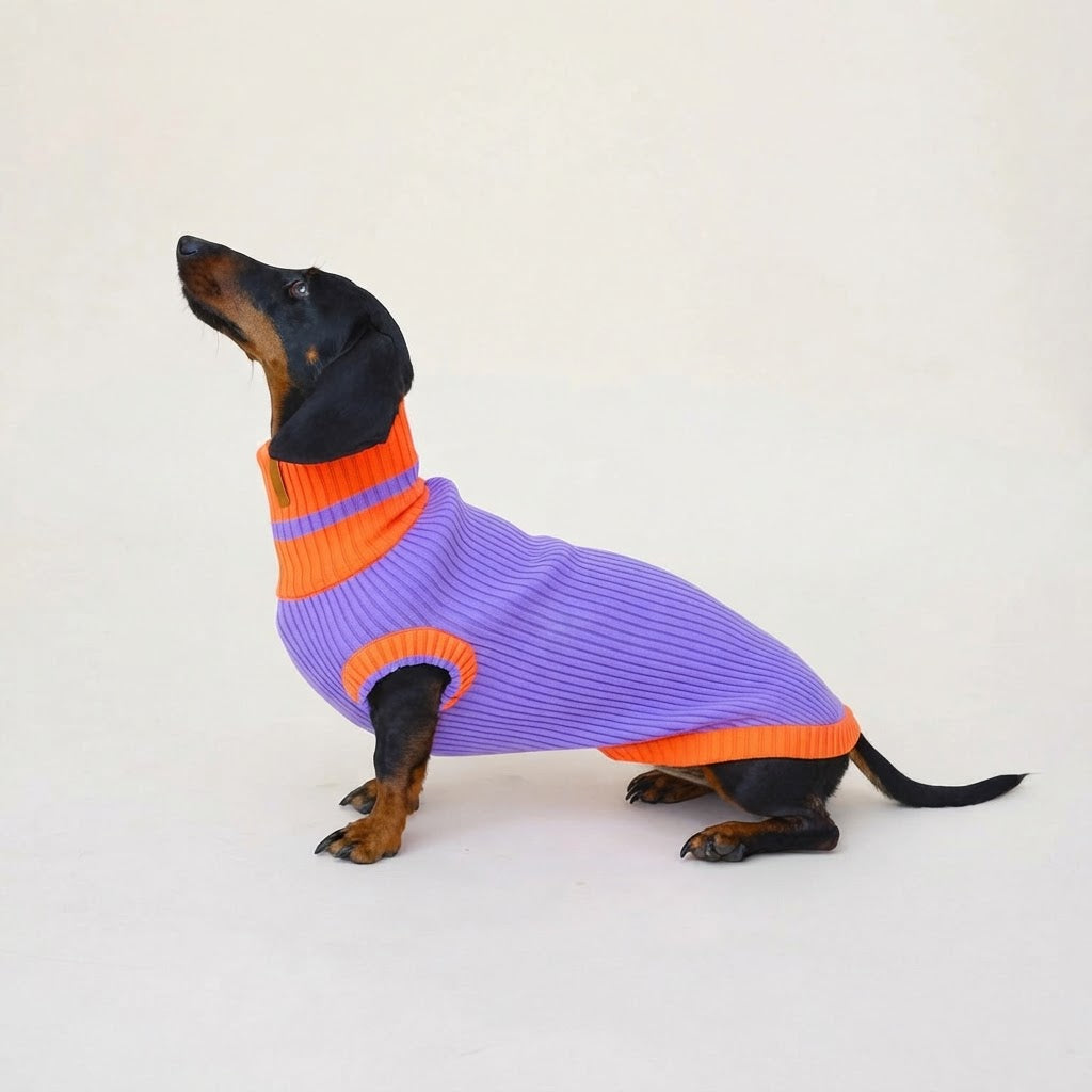 pull lavande orange pour teckel