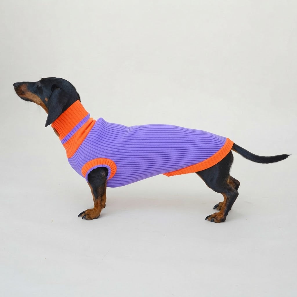 pull pour teckel hiver mauve neon
