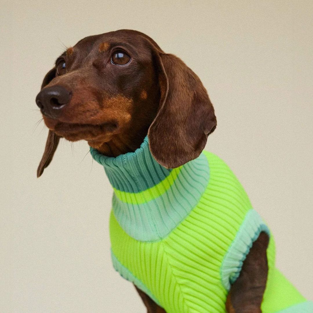 Vêtement Teckel <br> Jumper Pull Neon Matcha