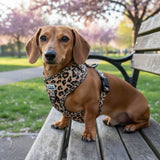 Teckel Harnais Leopard