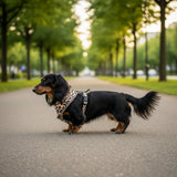 Teckel poil long harnais leopard