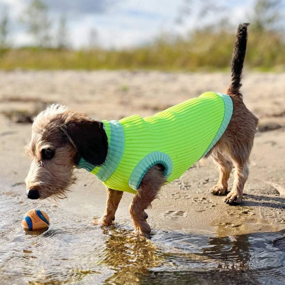 Vêtement Teckel <br> Jumper Pull Neon Matcha