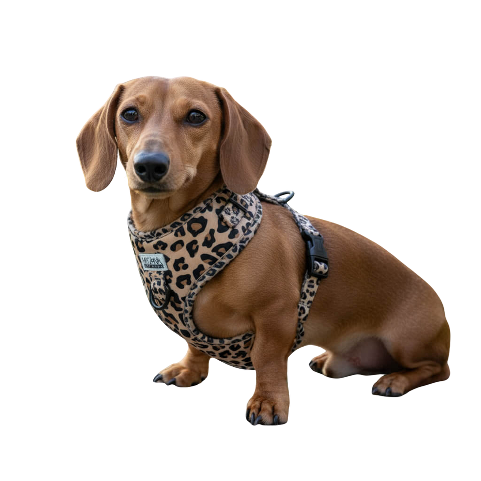 Dackelgeschirr Leopard