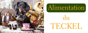 Alimentation Teckel 