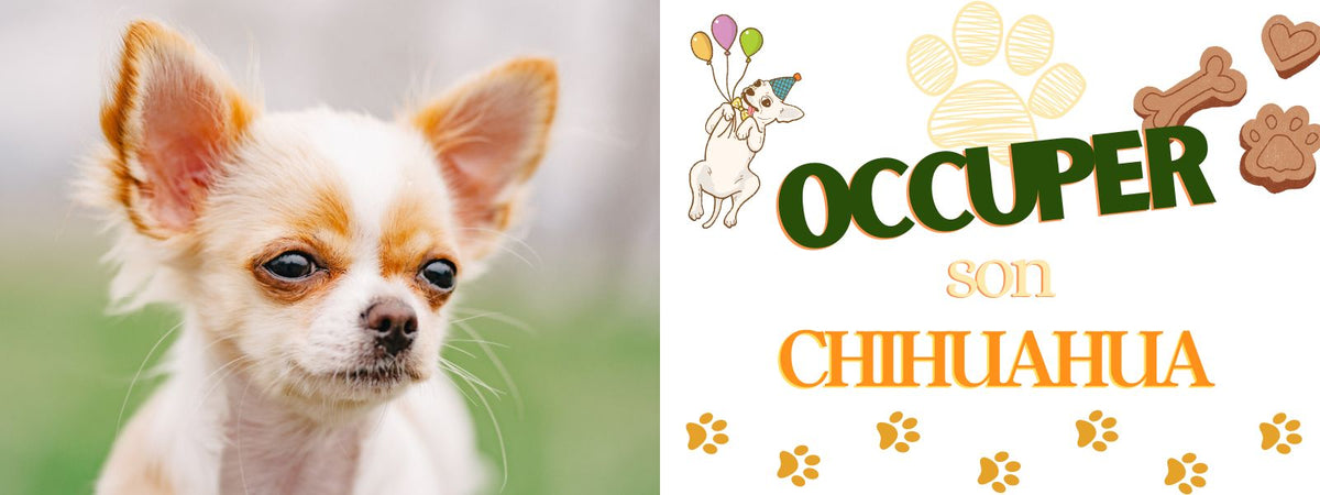 Comment occuper chihuahua