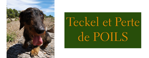 Est-ce que le Teckel Perd ses Poils 