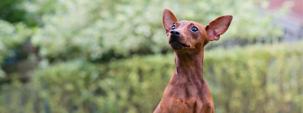 Dackel-Chihuahua-Mischling