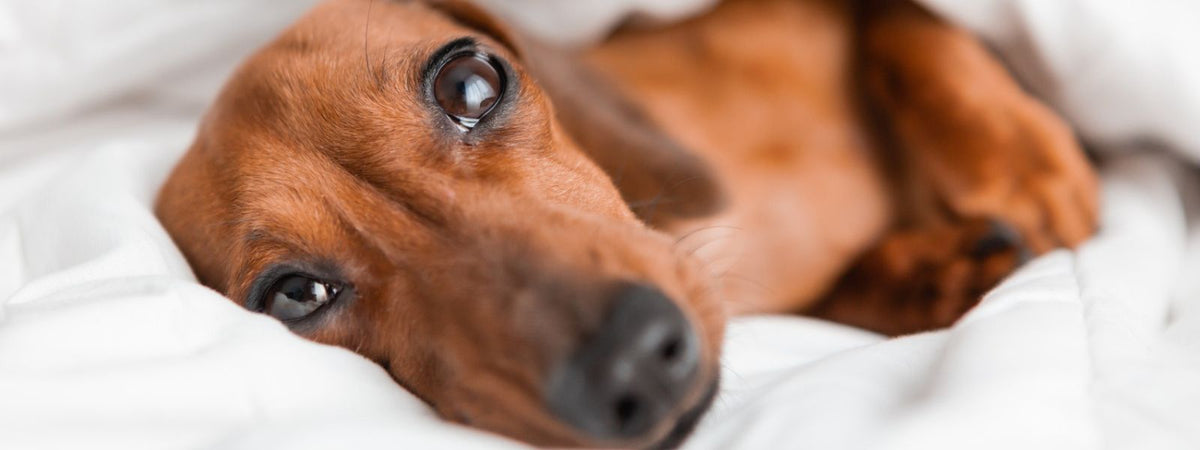 „Animal Urgence“ vorbereiten