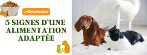 Alimentation Adaptée pour Chiens et Chats : Le Guide !