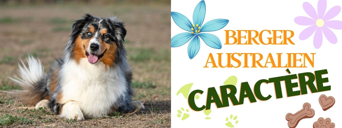 Caractère Berger Australien
