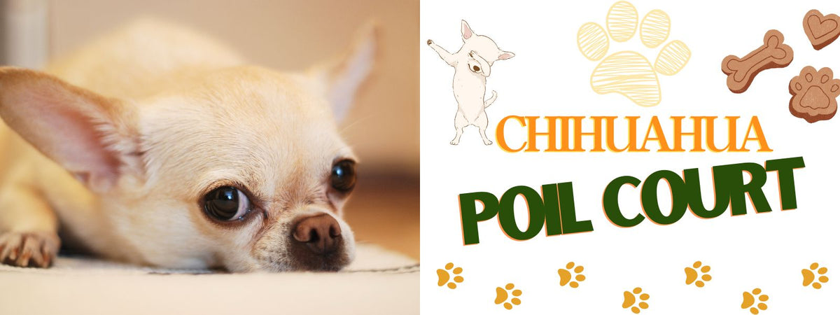 Chihuahua Poil Court 