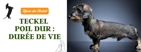Quelle durée de vie teckel poil dur