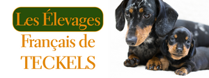 Elevage de Teckel : La liste des éleveurs en France