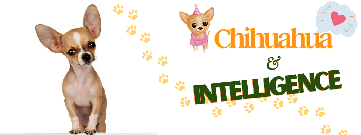 Est-ce que le chihuahua est intelligent