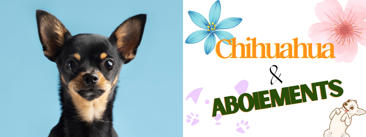 Comment Faire Cesser les Aboiements d'un Chihuahua