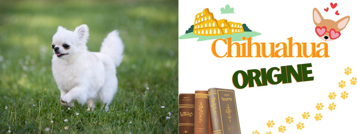 Origine Chihuahua