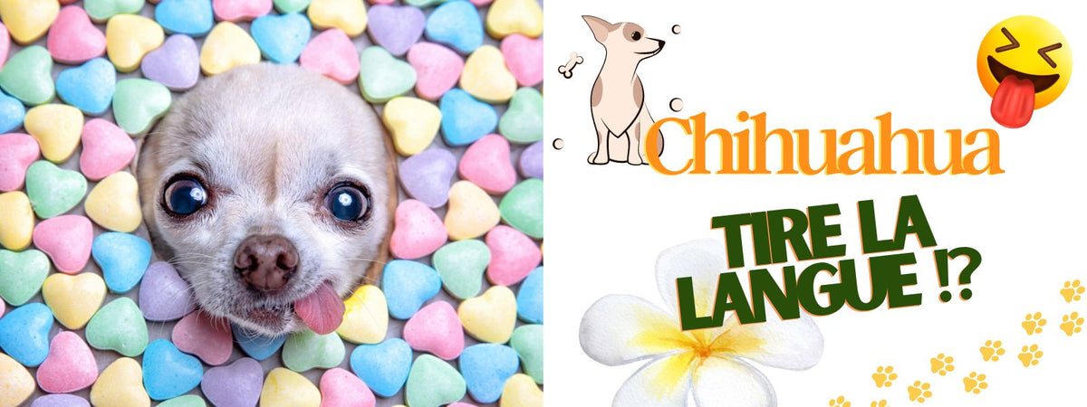 Pourquoi le chihuahua tire la langue