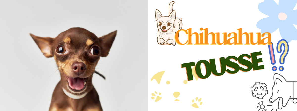 Pourquoi mon Chihuahua Tousse ?