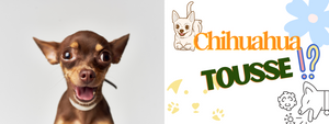 Pourquoi mon Chihuahua Tousse ?