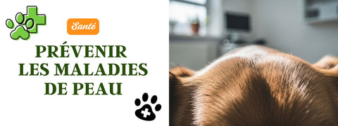 Prévenir maladie de peau chien