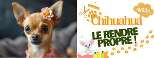 Comment Rendre Propre son Chihuahua ?