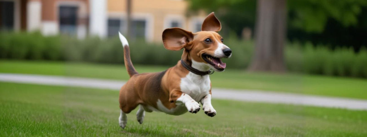 Dackel-Beagle-Mischling