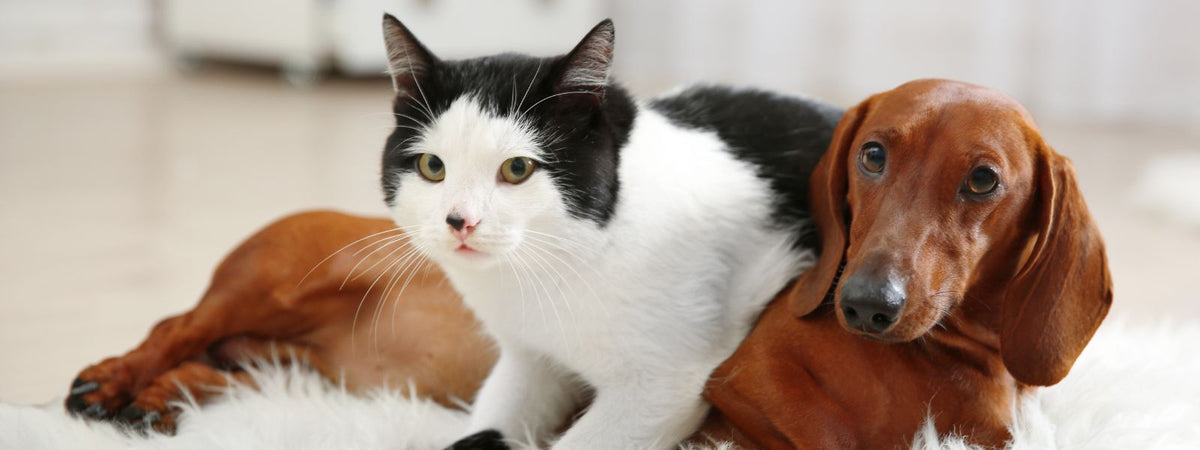 Dackel und Katze