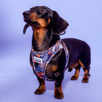 Harnais Chien Saucisse