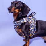 Harnais Chien Saucisson avec Motifs
