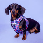 Harnais pour Chien Saucisson