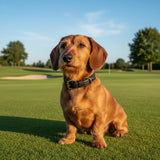 Teckel collier cuir noir